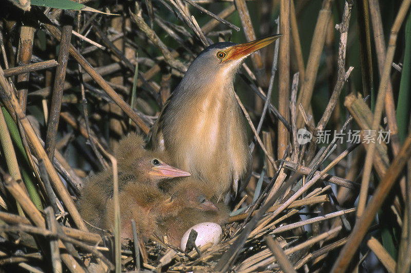 巢中的小麻鳽(Ixobrychus minutus)